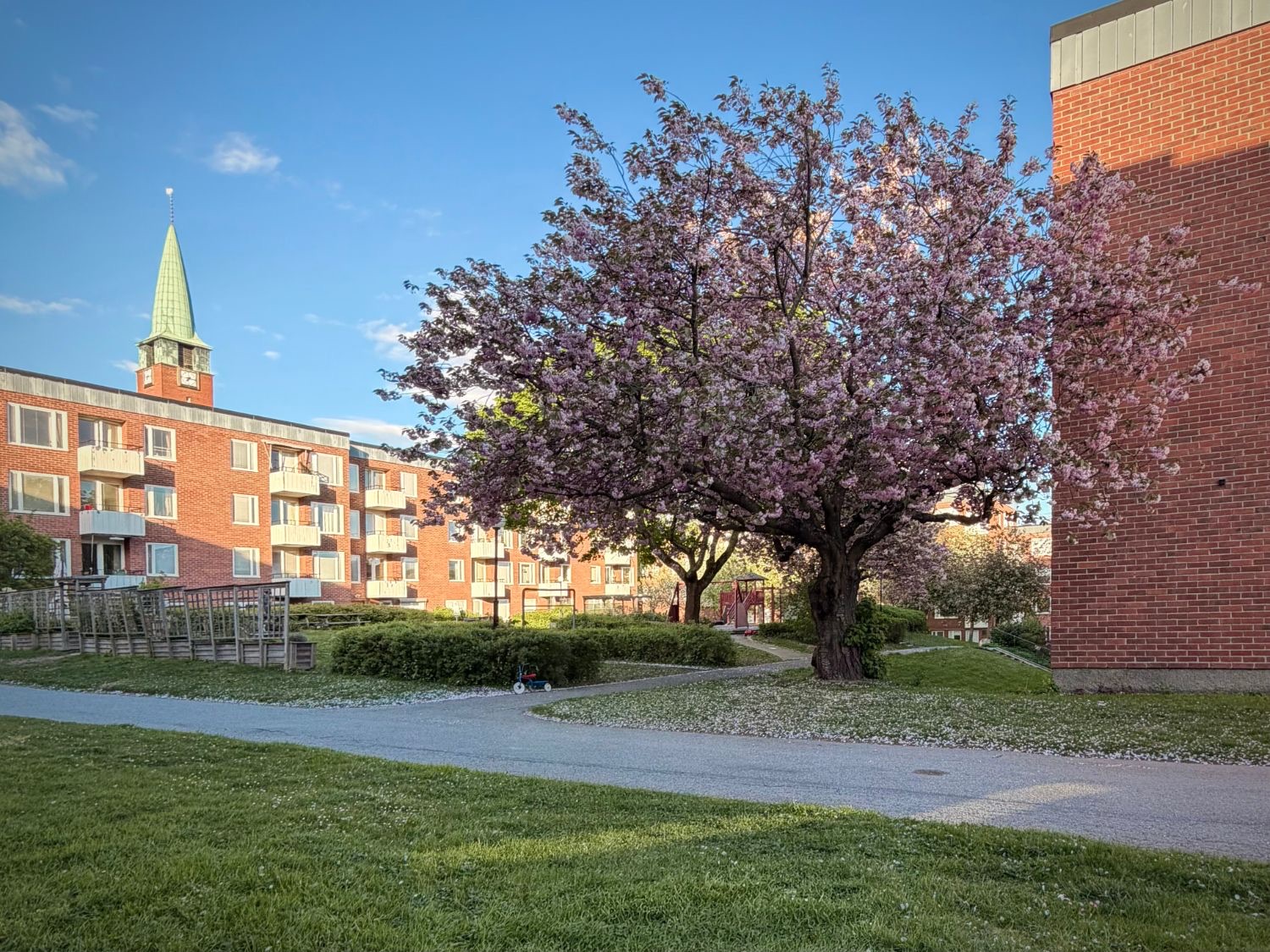Gården i blom med körsbärsträd, tegelhusen och kyrktornet i bakgrunden